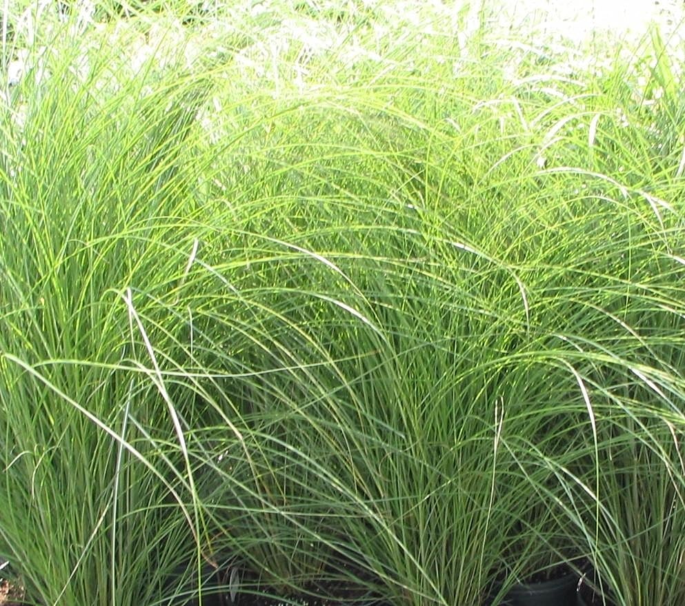 6 Best Ornamental Grasses For Commercial Landscapes in Ohio